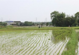 直播中稻管理技巧,直播稻的田间管理