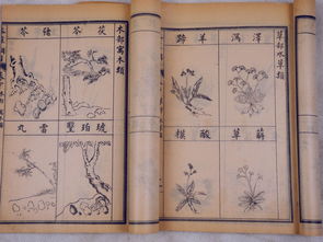 本草纲目舞蹈如何上热门