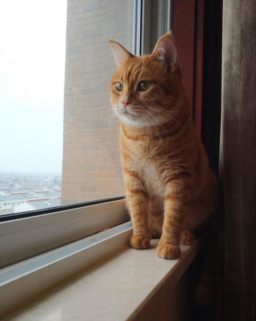 如何拥有橘猫上热门