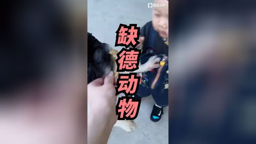 如何让拍摄视频上热门