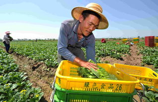 农民如何上热门挣钱呢视频