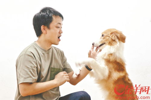 如何教狗狗上热门