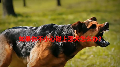 上热门遇到恶犬如何自救-当遇到恶狗时如何保护自己