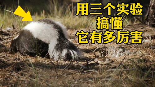 抖音寻狗如何上热门视频,抖音寻狗怎么写标题
