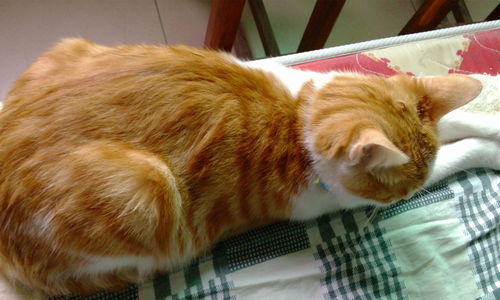 如何让橘猫上热门,怎么让橘猫安静下来
