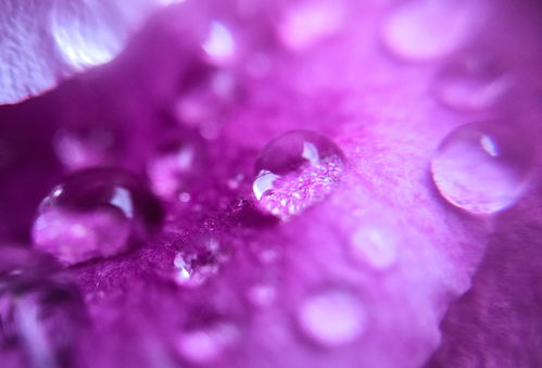 花瓣短视频拍摄教学,花瓣视频素材