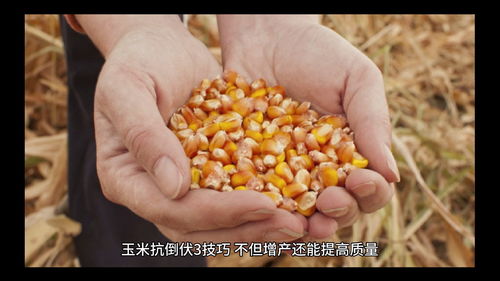 玉米直播高产技巧,玉米谢花后高产技巧