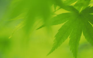 叶子短视频拍摄教学,叶子拍的小视频