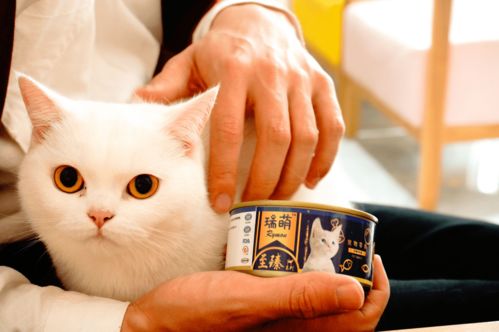 直播间养猫技巧,直播养宠物