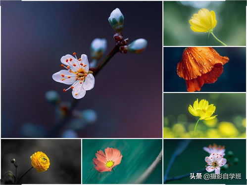 短视频拍摄教学拍花,拍摄教学视频要怎么拍