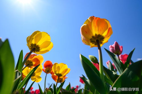 直播花束拍照技巧,拍花束的拍照技巧