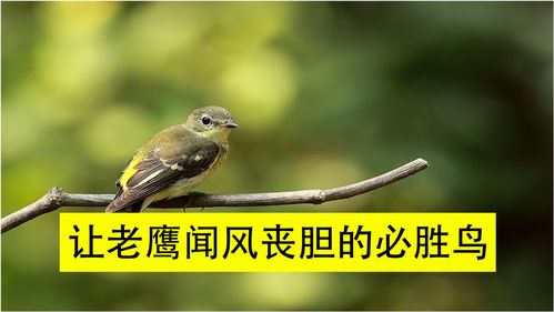 小鹰直播技巧,小鹰直播下载