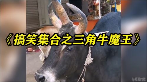 活牛视频如何上热门,牛如何正确接产视频