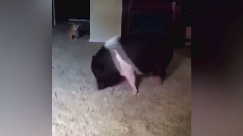 如何用猪拍抖音上热门视频的简单介绍