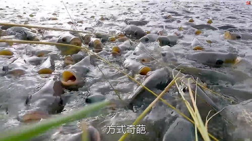 养鱼如何上热门,养鱼怎么搞