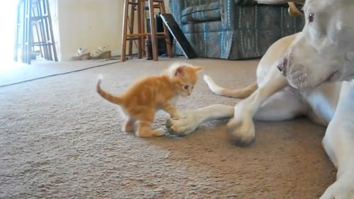 如何让猫咪视频上热门,如何养好猫咪视频