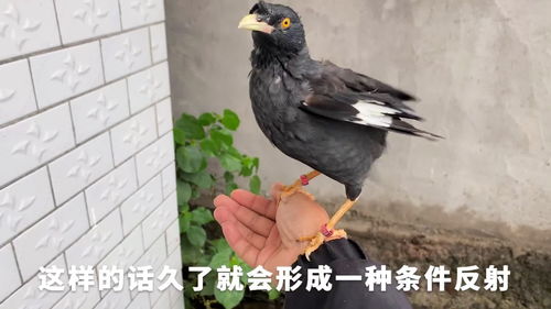 直播养鸟的技巧,直播养鸡赚钱吗