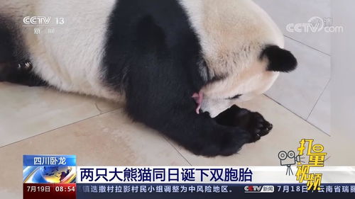 关于崽崽如何让作品上热门的信息