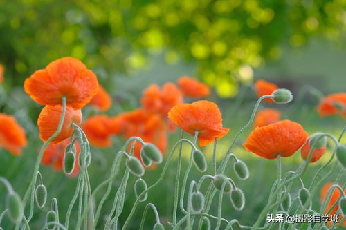 花草拍摄技巧直播,拍花草用什么相机软件