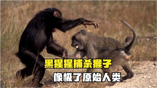 猴子技巧直播,猴子的玩法技巧