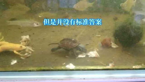 养龟技巧直播,养龟视频教程