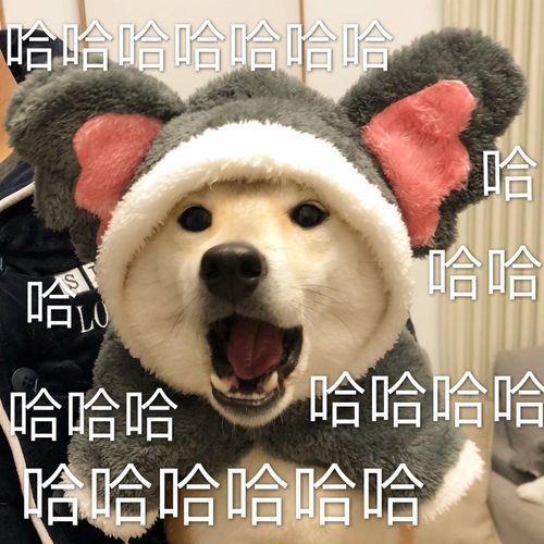 宠物抖音如何上热门,宠物在抖音里选什么行业