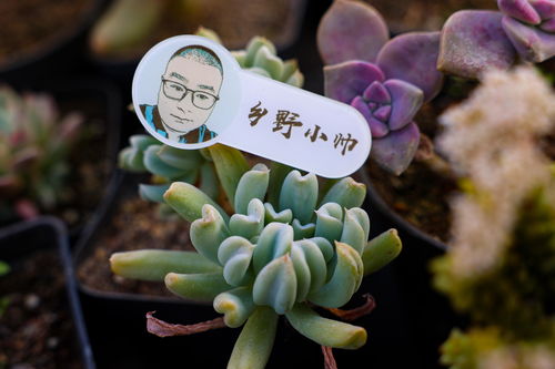 直播吃多肉技巧,直播吃那么多肉是真的吗