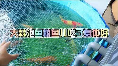 养鱼技巧直播,农村养鱼的方法和技巧