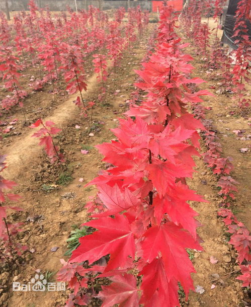 红枫直播卖货技巧视频,直播卖货的营销技巧