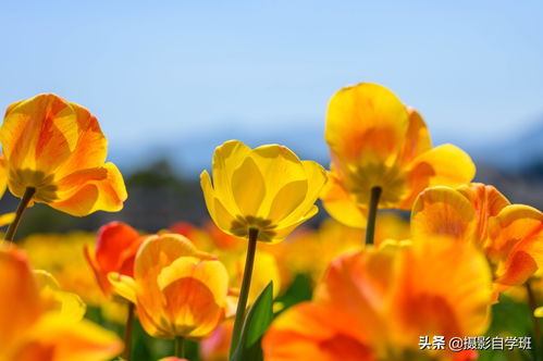直播花朵拍摄技巧,直播拍摄流程