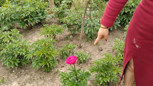 花卉直播卖花技巧,花卉直播卖花技巧视频