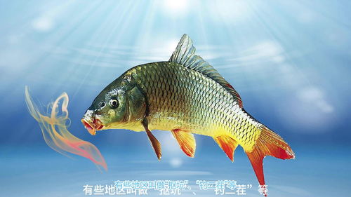 鲤鱼技巧直播,鲤鱼2023年还直播吗