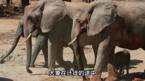 大象直播技巧教学大全的简单介绍