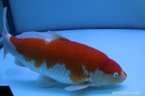 锦鲤鱼直播技巧培训,锦鲤鱼怎么养视频播放