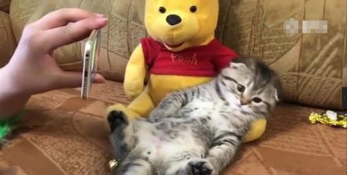 直播猫咪技巧视频,猫咪直播怎么录屏