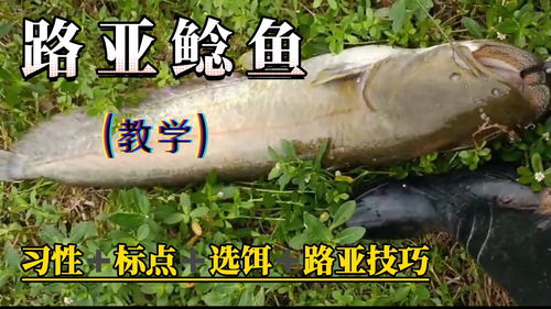 直播钓鱼技巧教学,直播钓鱼技巧教学视频