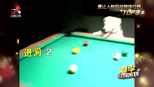 打桌球技巧直播,打桌球是怎么玩新手
