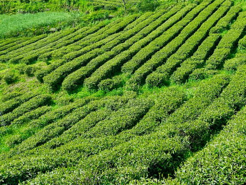 茶园直播技巧,茶叶直播怎么互动