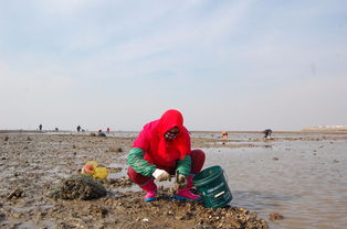 东营赶海直播技巧,东营海边赶海
