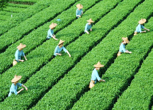茶叶直播布景技巧,茶叶直播方案策划