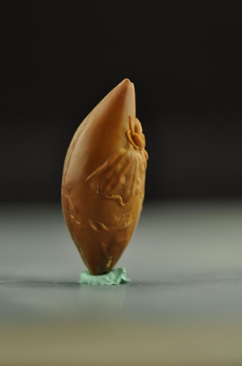 橄榄核直播雕刻技巧,雕刻橄榄核视频