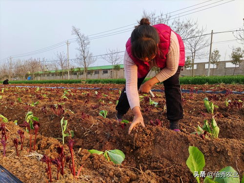蔬菜直播采摘技巧,蔬菜直播采摘技巧和方法