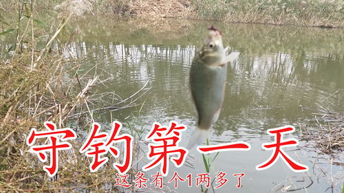 每天直播钓鱼技巧,网络直播钓鱼效益怎么样
