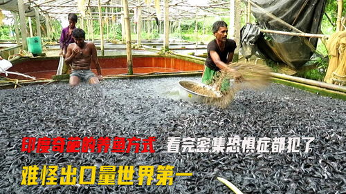 直播养鱼技巧,养鱼直播视频