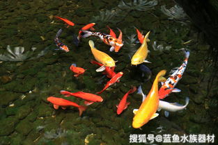 观赏锦鲤直播卖货技巧,锦鲤直播选鱼