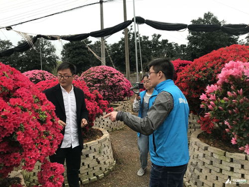 花卉苗直播技巧,花卉直播主要在哪些方面应用