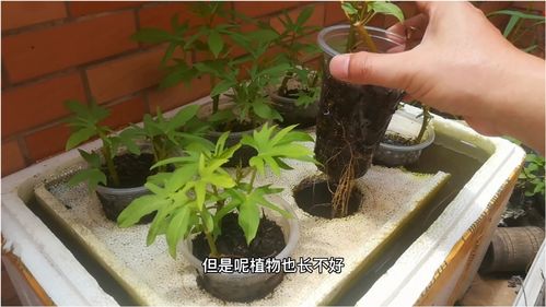 种菜小技巧直播,种菜小妙招视频