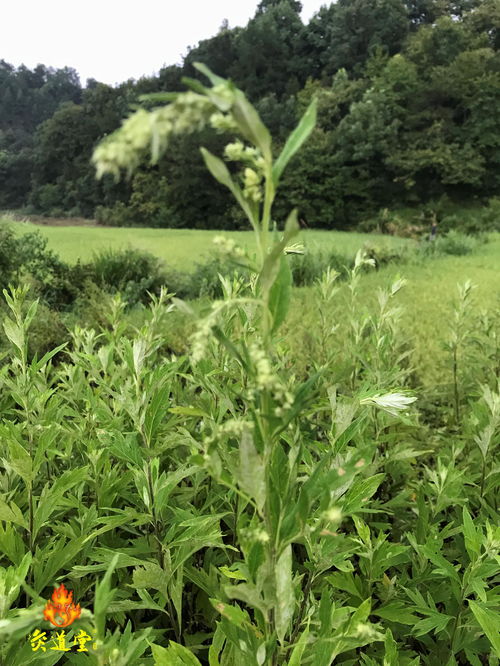 艾草直播技巧培训,艾草知识大讲堂