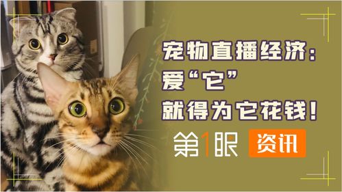 宠物直播说话技巧,宠物直播话术