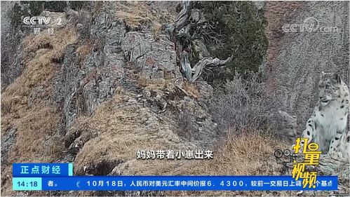 雪豹直播拍摄技巧,雪豹直播拍摄技巧是什么
